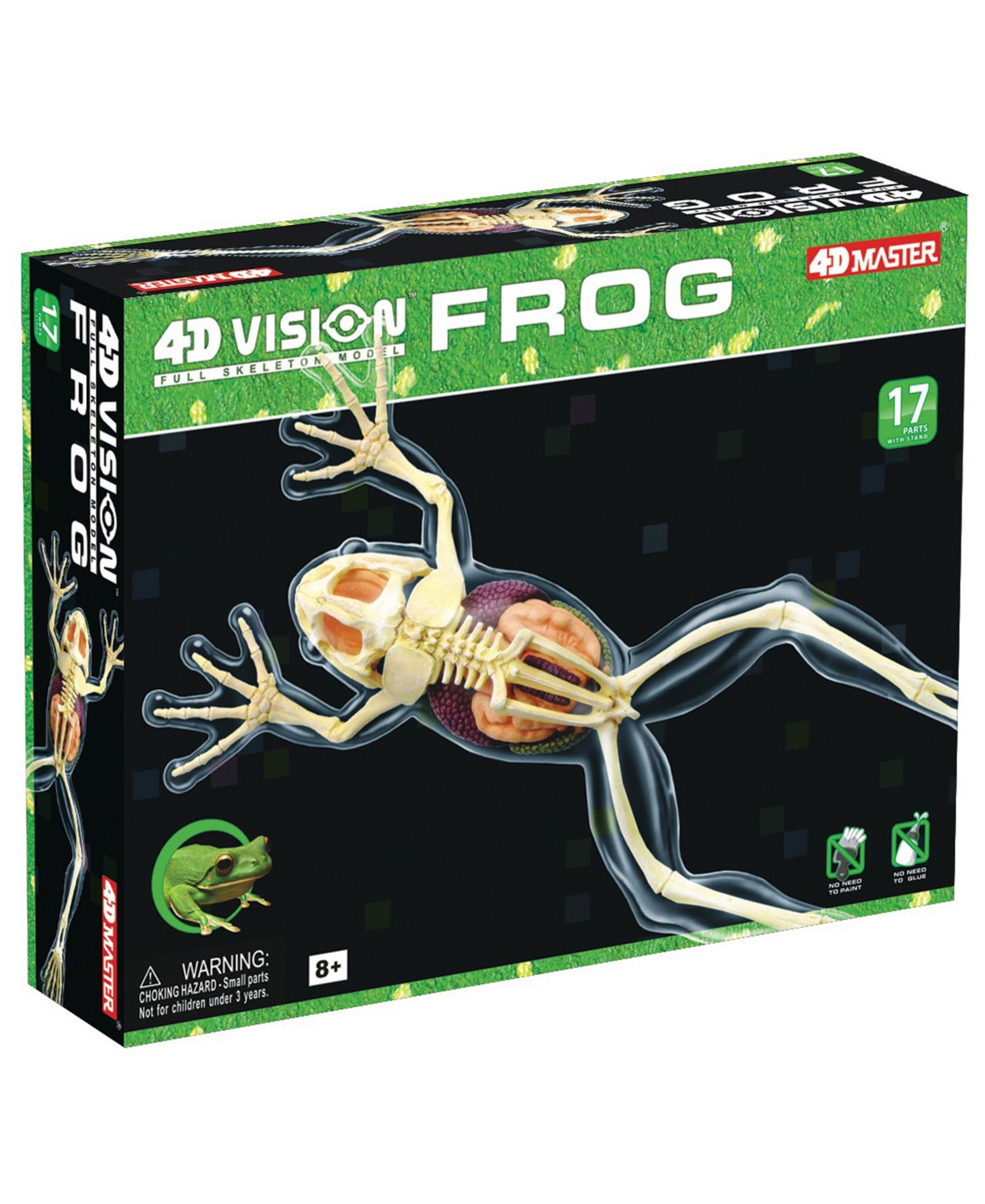 4D Master модель лягушки 4D Vision Full Skeleton Frog