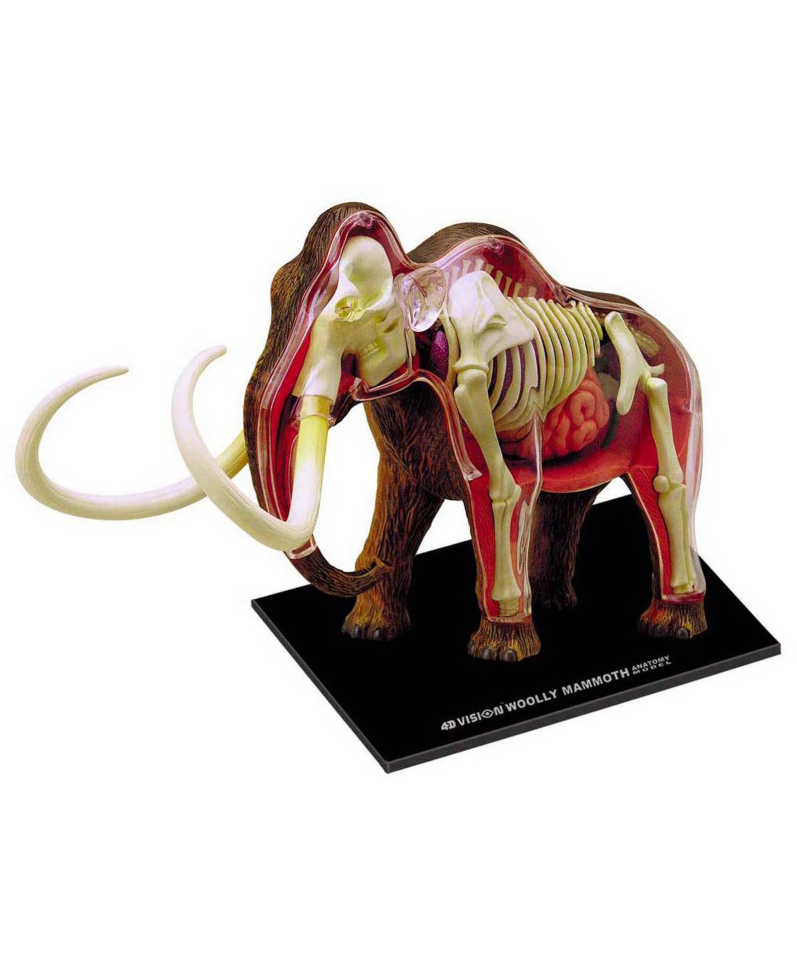 4D Master анатомическая модель Wooly Mammoth 4D Vision