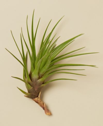 Набор живых растений Tillandsia Tricolor, 3 шт.