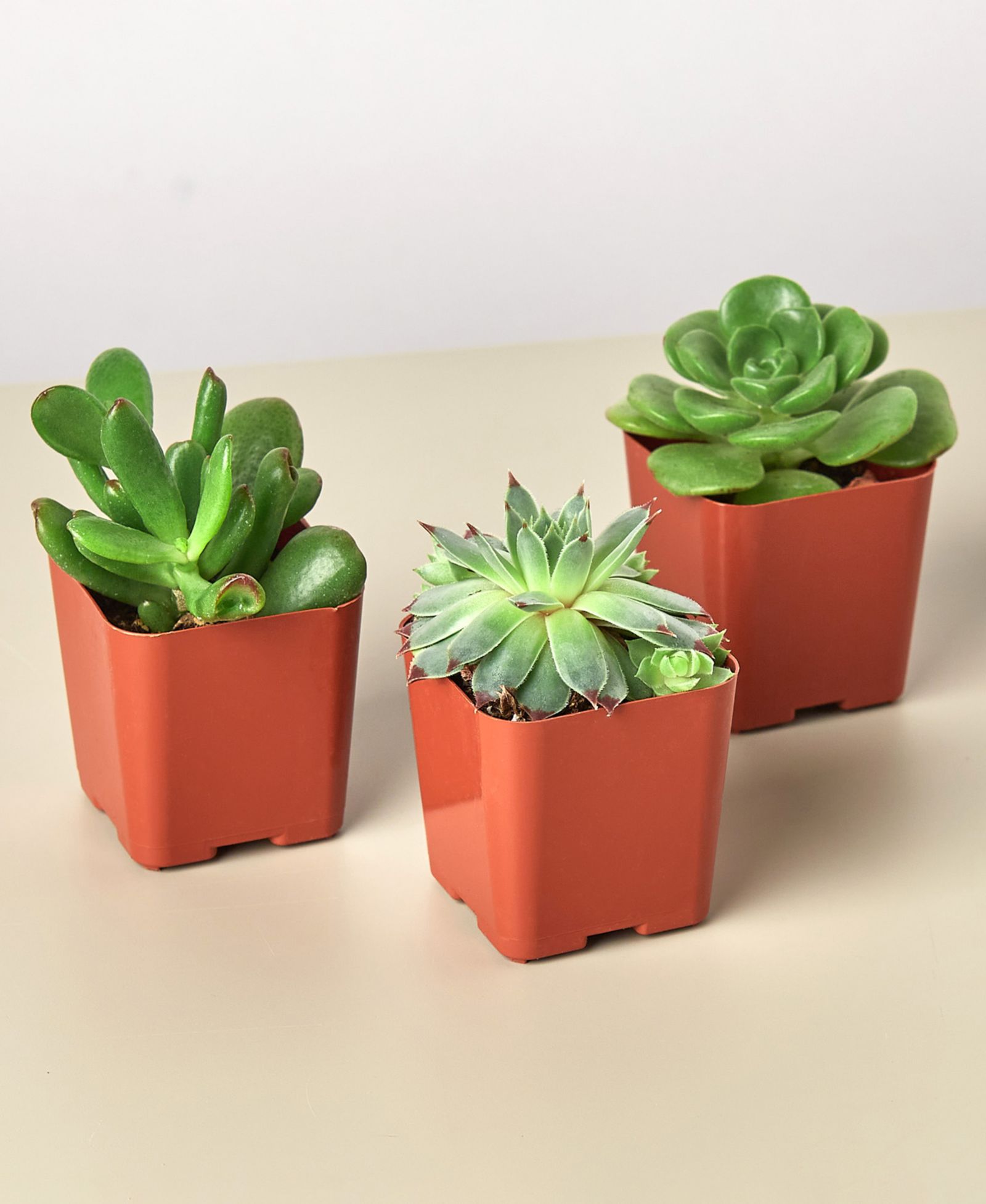 House Plant Shop Succulent Variety Live Plants, Pack of 3