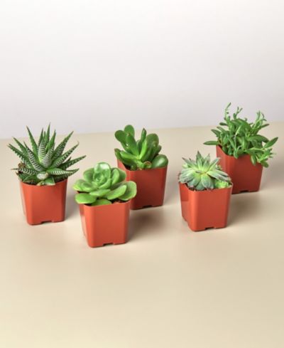Набор живых суккулентов House Plant Shop, 5 шт.