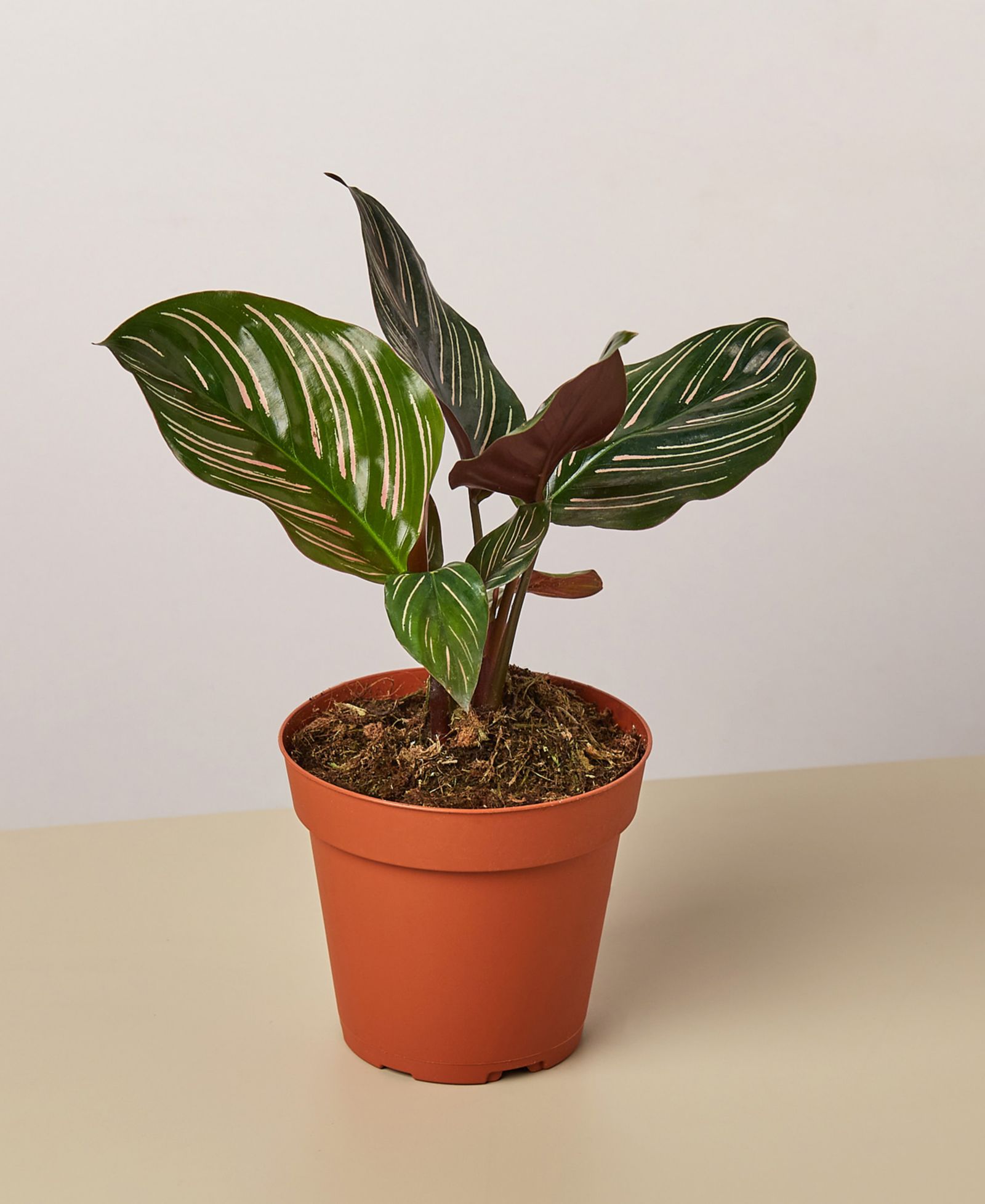 Calathea 'Ornata' Live Plant, 4" Pot