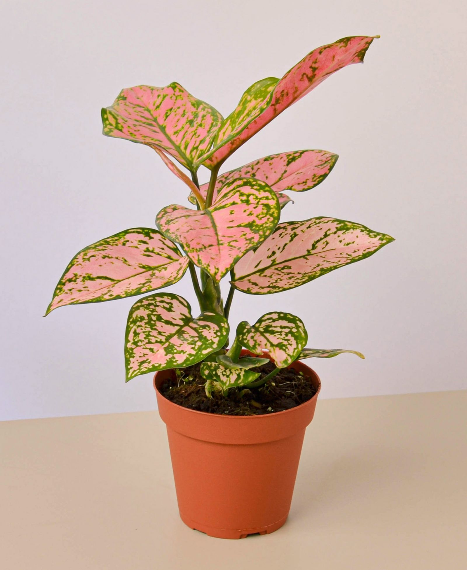 Живое растение Chinese Evergreen Lady Valentine, горшок 4"
