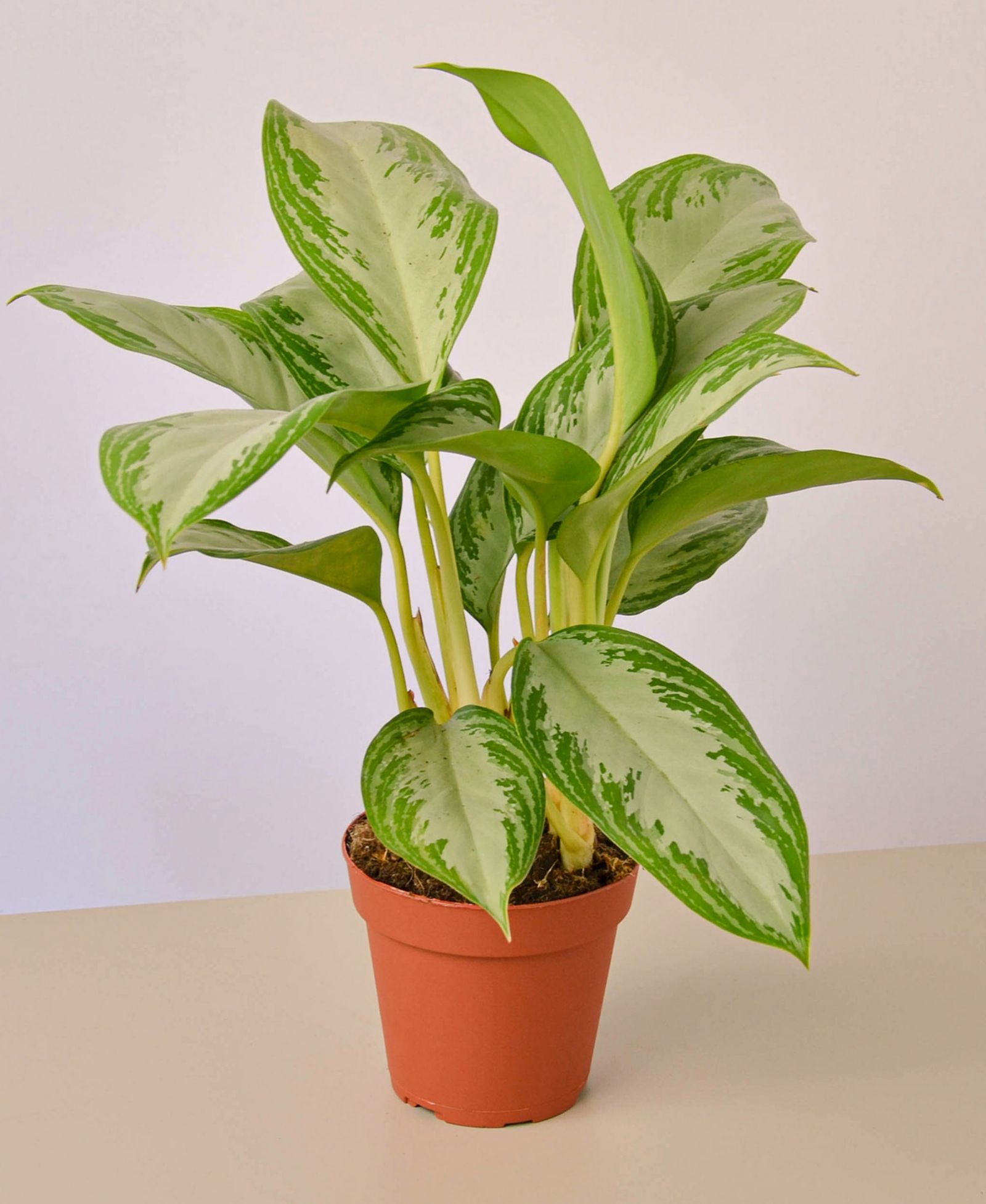 Живое растение Chinese Evergreen Silver Bay, горшок 4"