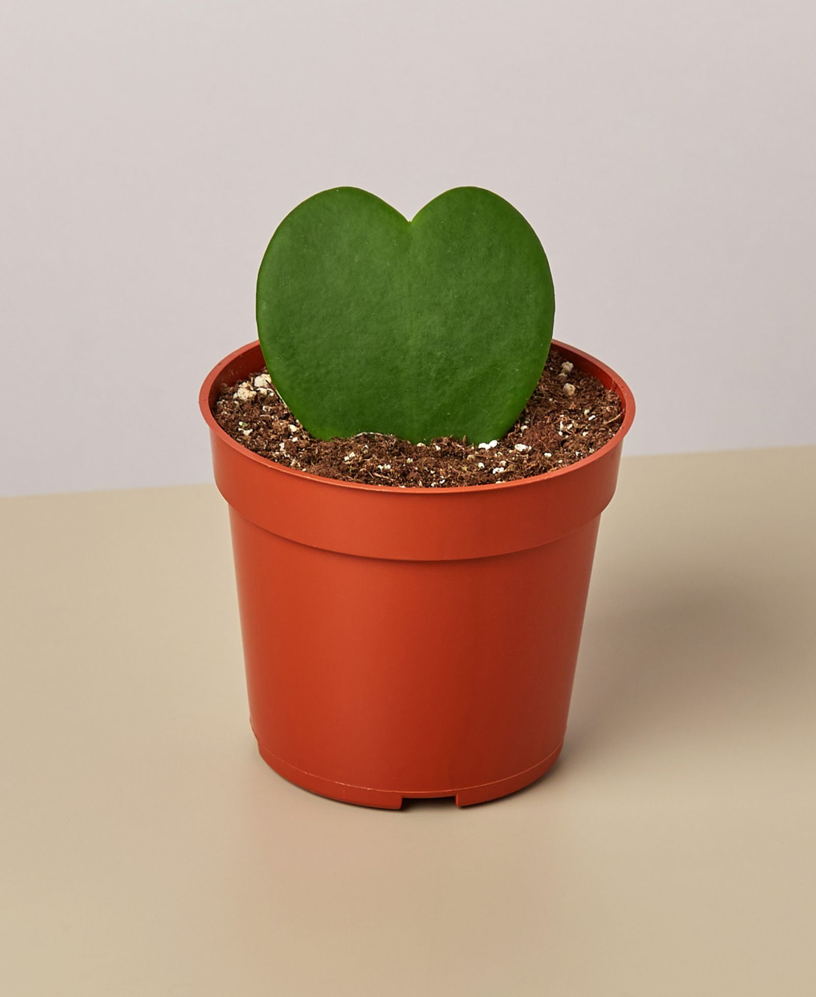 Живое растение Hoya Sweetheart, горшок 4"