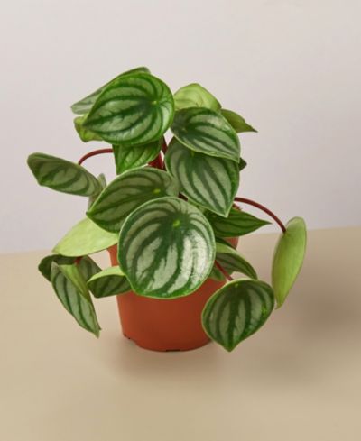 Живое растение Peperomia Watermelon, горшок 4"