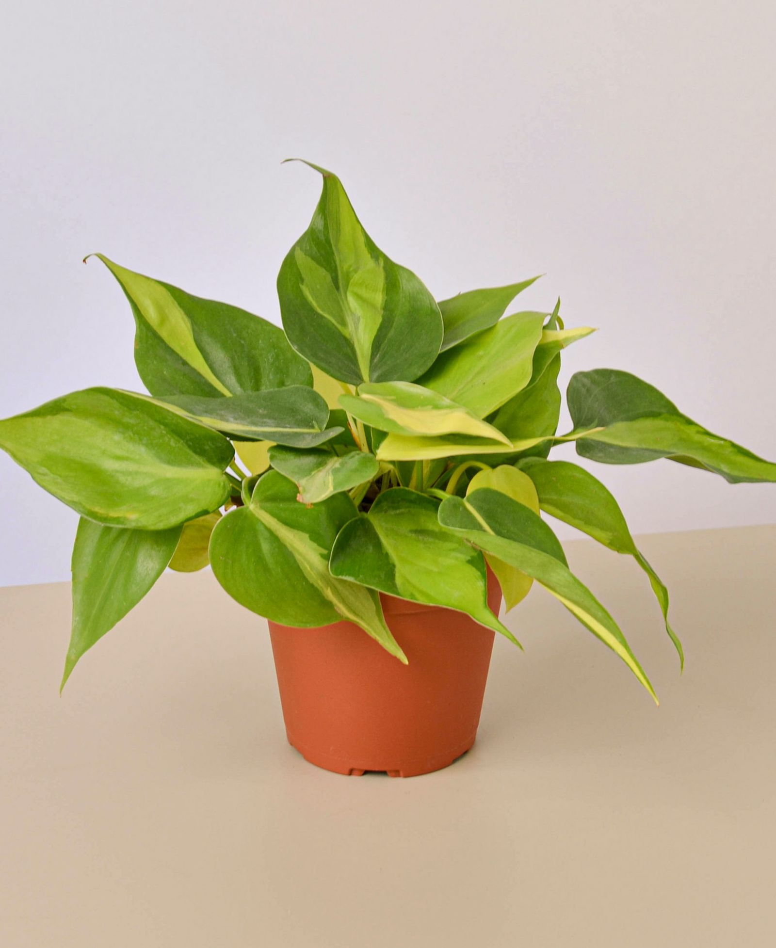 Живое растение Philodendron Brasil, горшок 4"