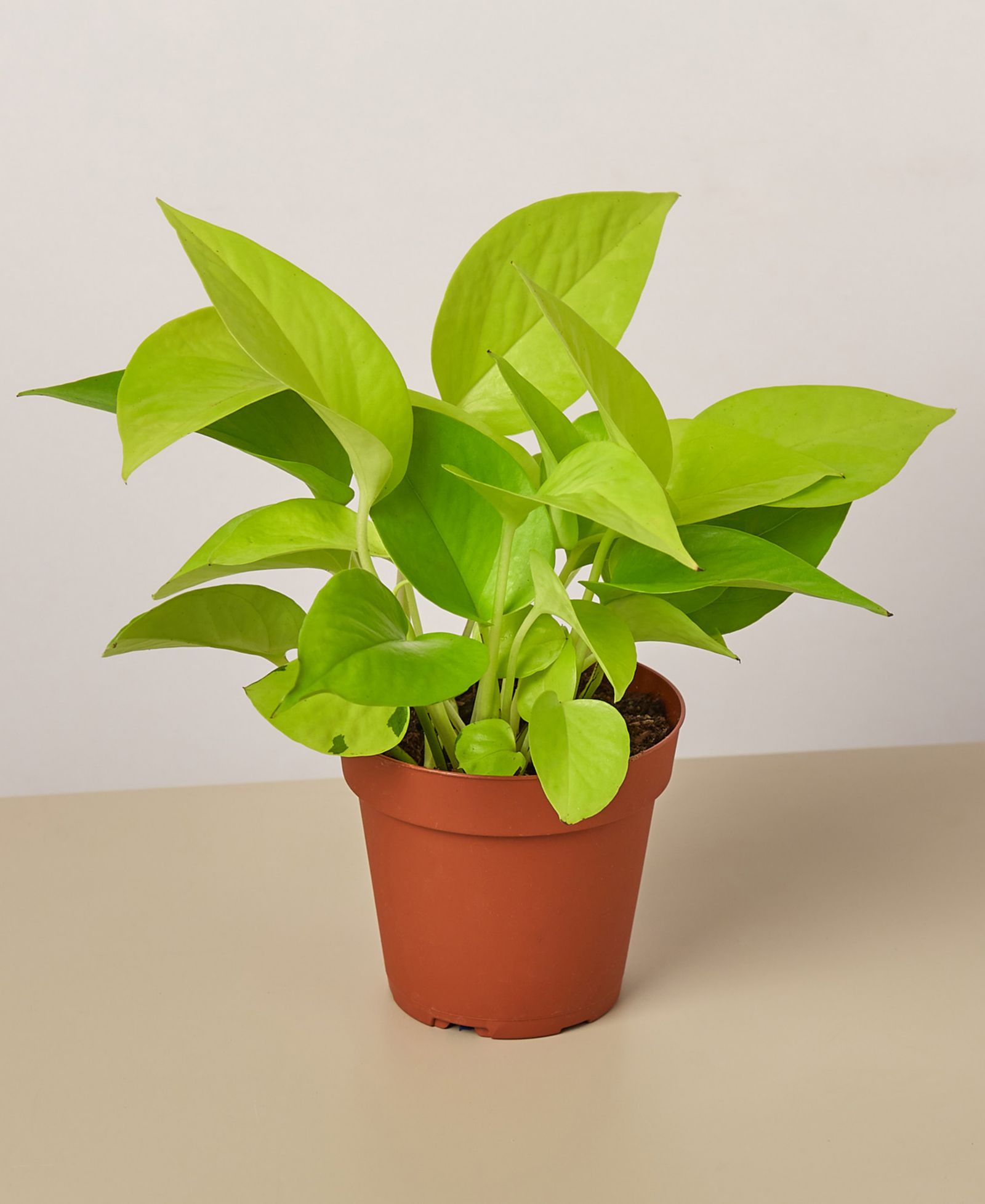 Живое растение Pothos 'Neon', горшок 4"