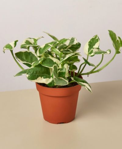 Pothos 'N'Joy живое растение, горшок 4"