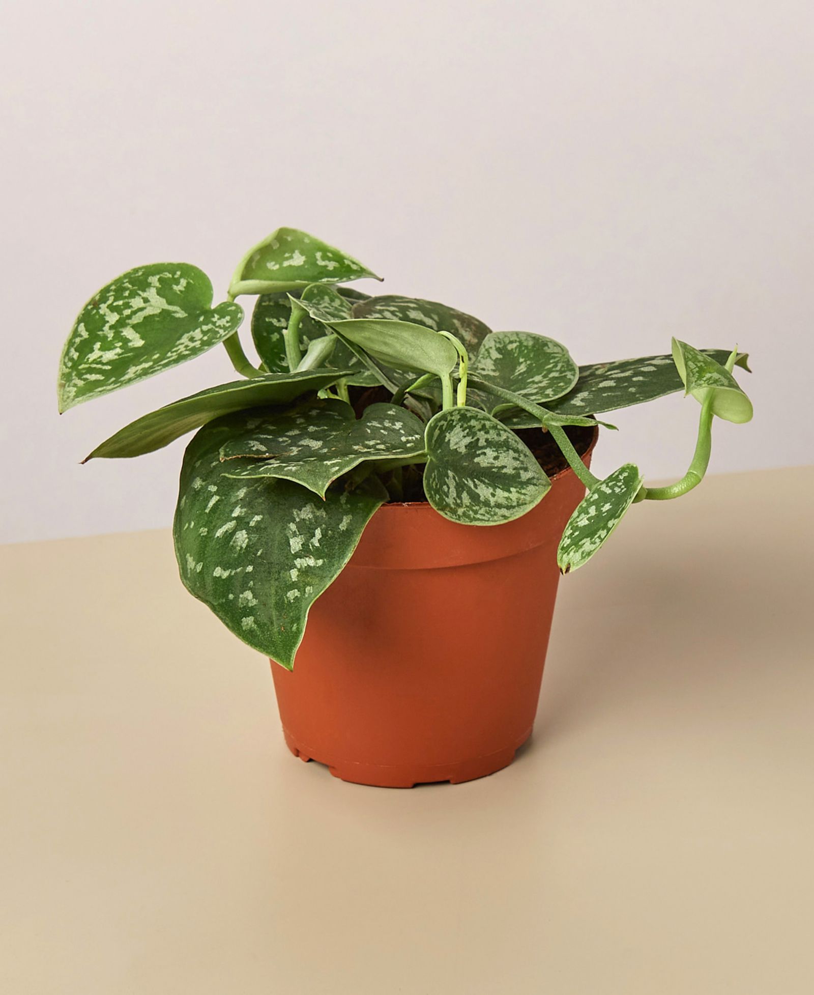 Живое растение Pothos 'Satin', горшок 4"