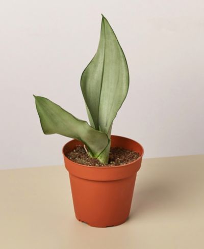 Snake Plant Moonshine Live Plant, 4" Pot