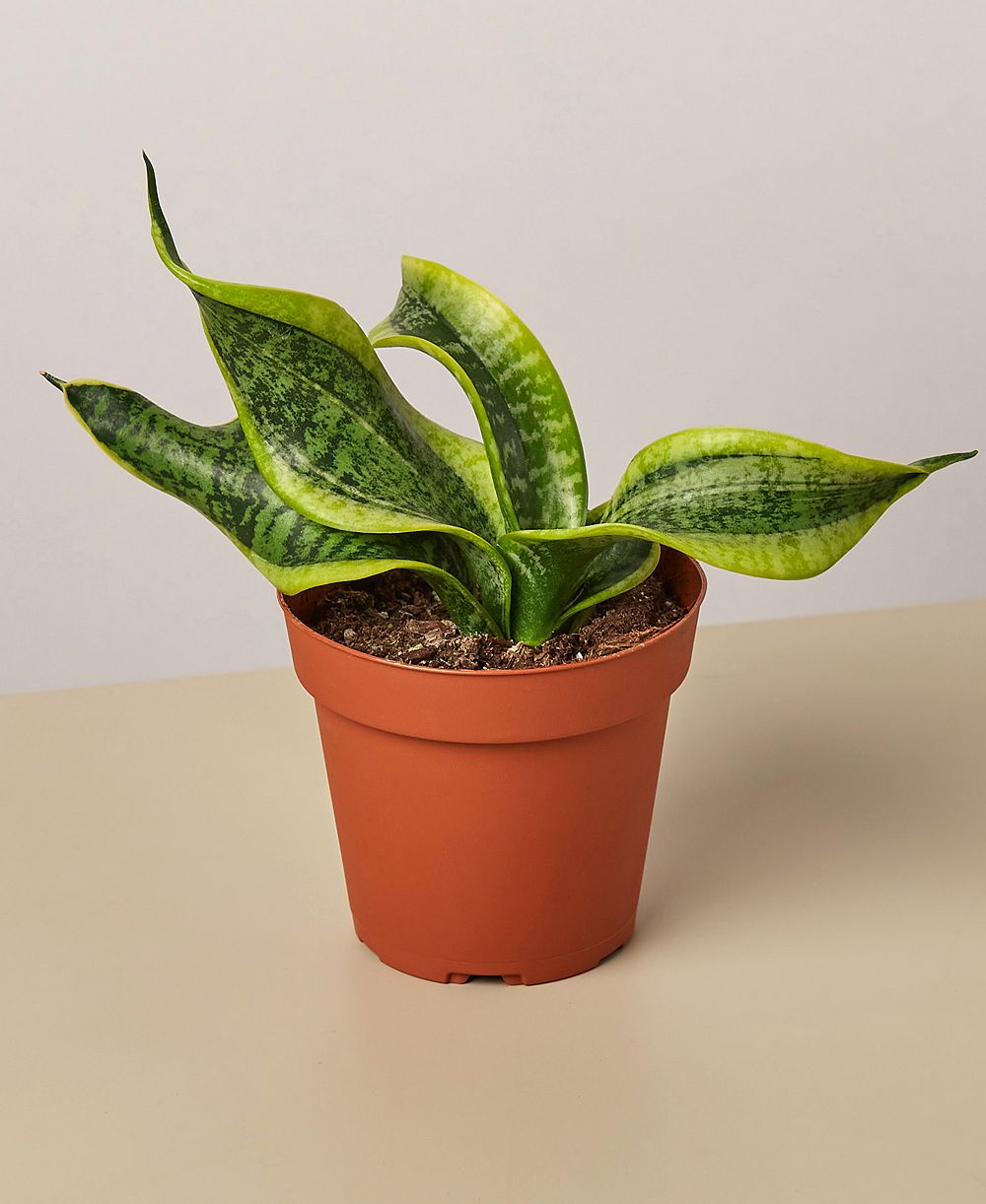 Сансевиерия Twist Live Plant, 4" Pot