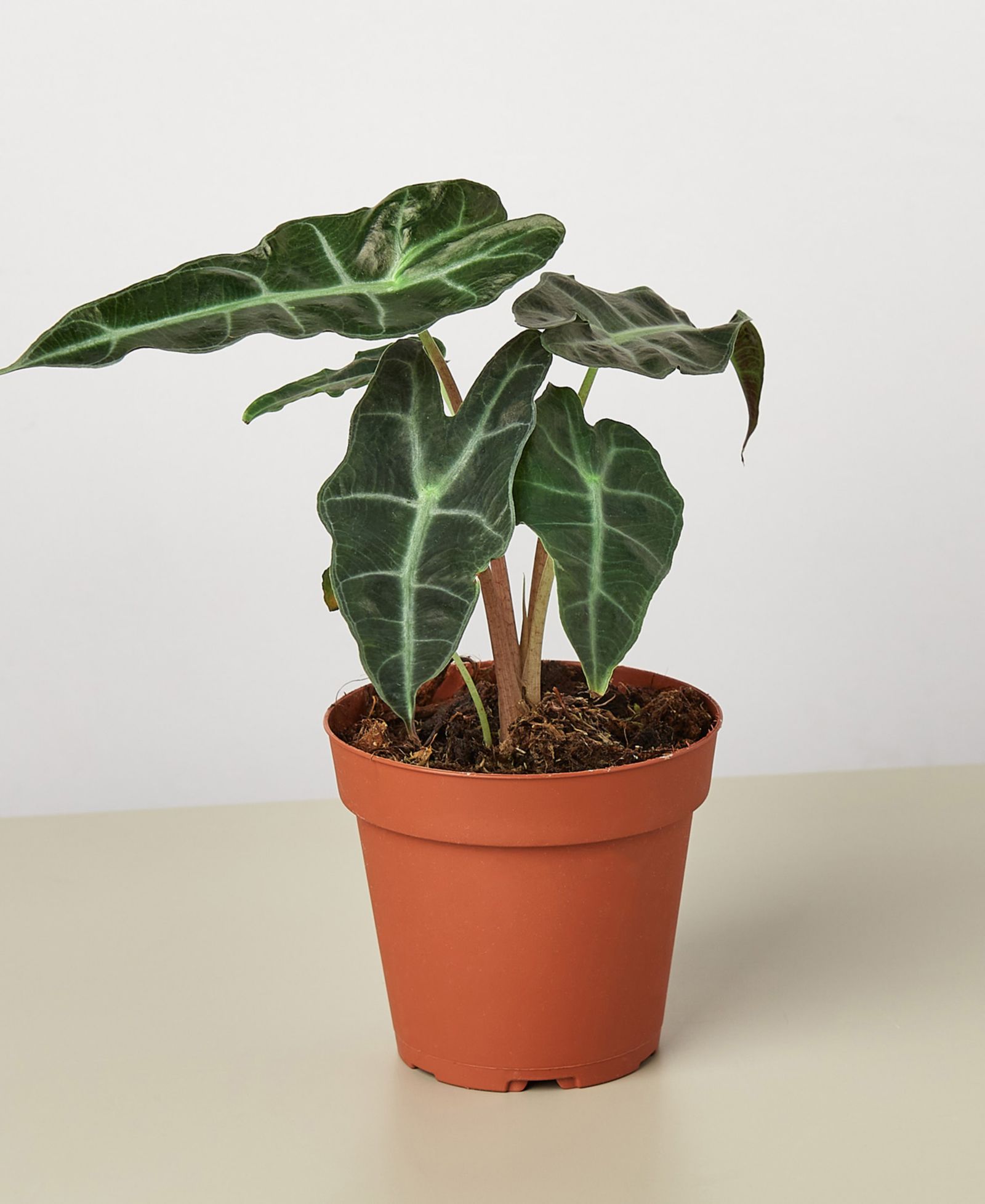 Alocasia Polly 'African Mask' Live Plant, 4" Pot