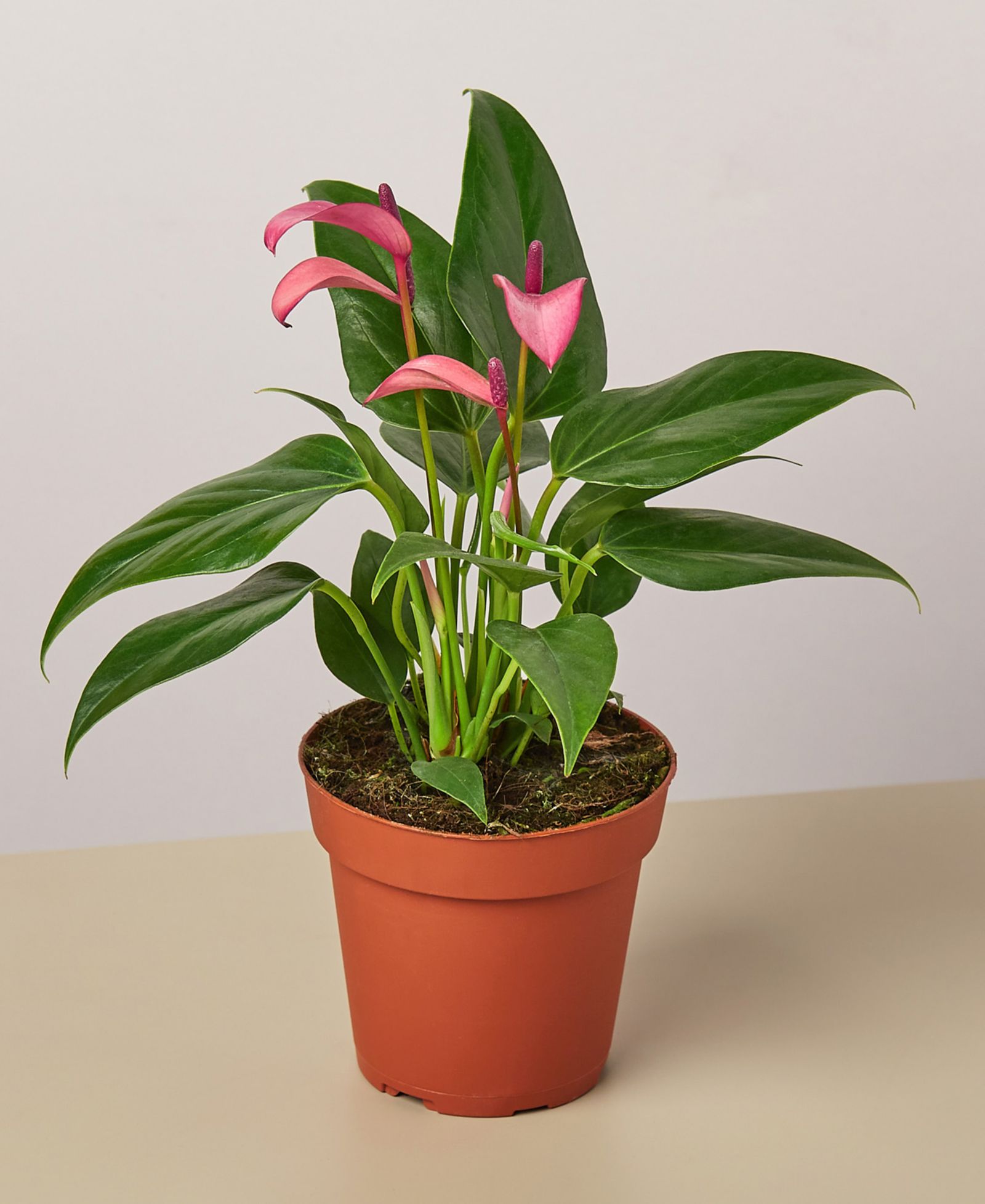 Purple Anthurium Live Plant, 4" Pot