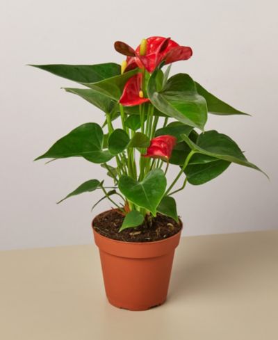 Живое растение Red Anthurium, горшок 4"