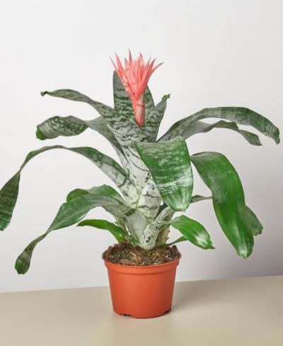 Bromeliad 'Silvervase' Живое растение, горшок 6"
