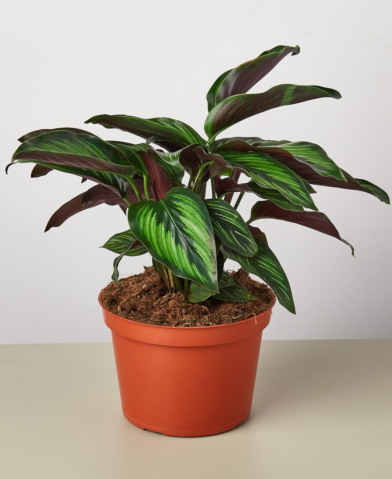 Живое растение Calathea 'Beauty Star', горшок 6"