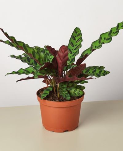 Живое растение Calathea Lancifolia 'Rattlesnake', горшок 6"
