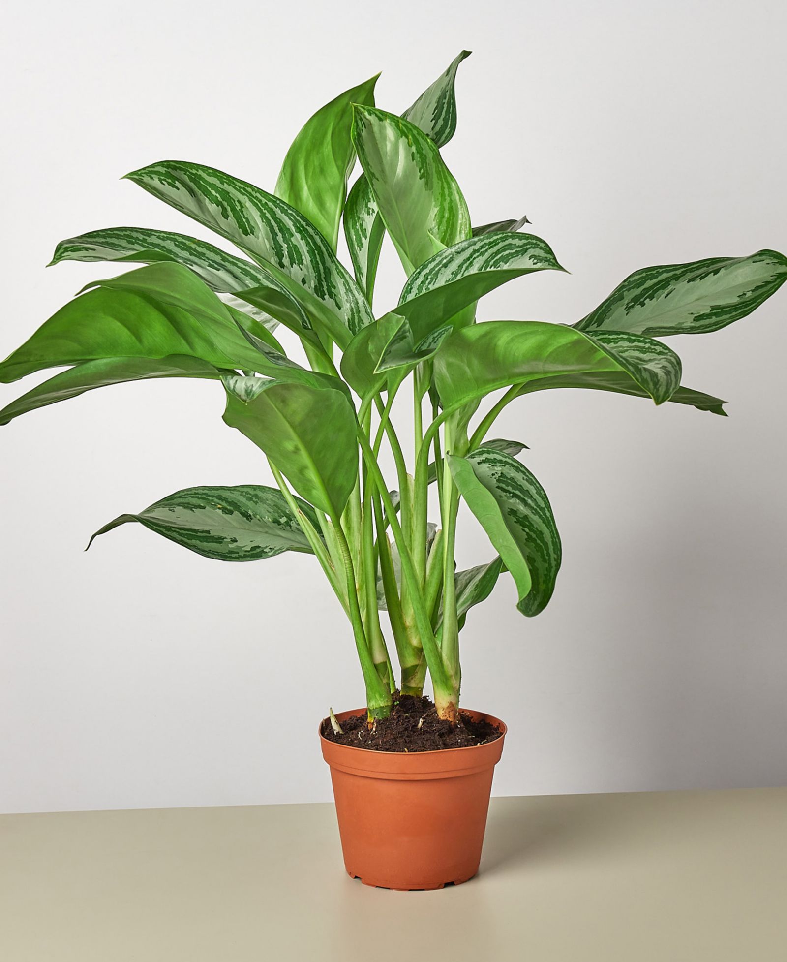 Chinese Evergreen 'Silver Bay' живое растение, горшок 6"