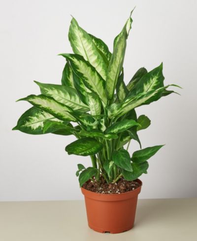 Живое растение Dieffenbachia Camille, горшок 6"