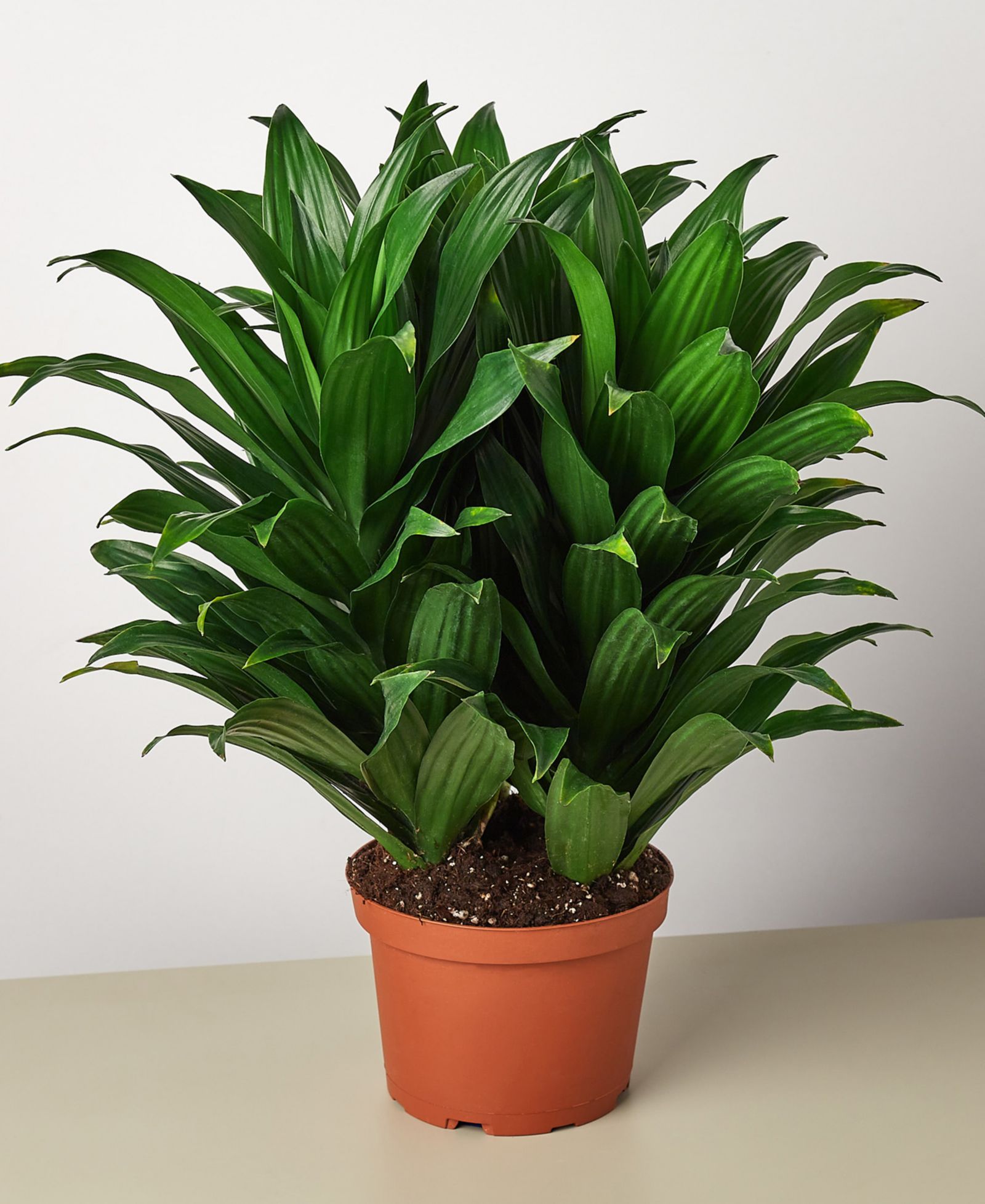 Живое растение Dracaena 'Janet Craig', горшок 6"