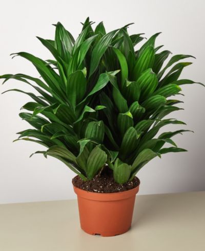 Живое растение Dracaena 'Janet Craig', горшок 6"