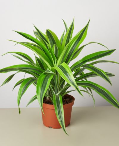 Живое растение Dracaena Deremensis 'Lemon Suprise', горшок 6"