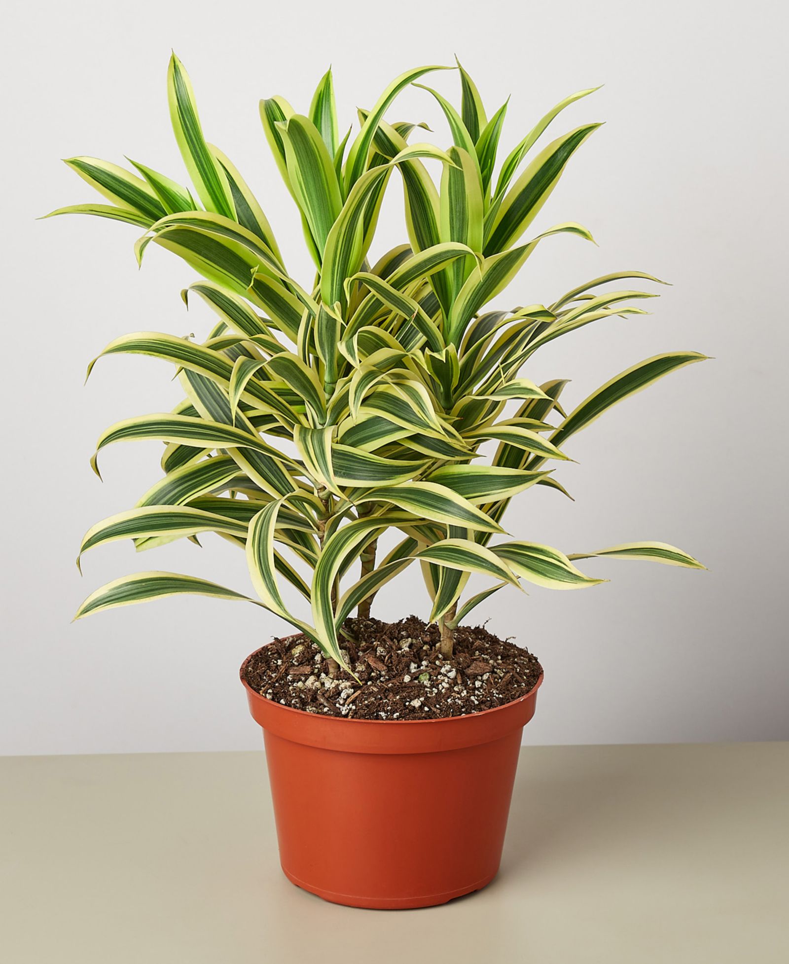 Живое растение Dracaena Song Of India в горшке 6"