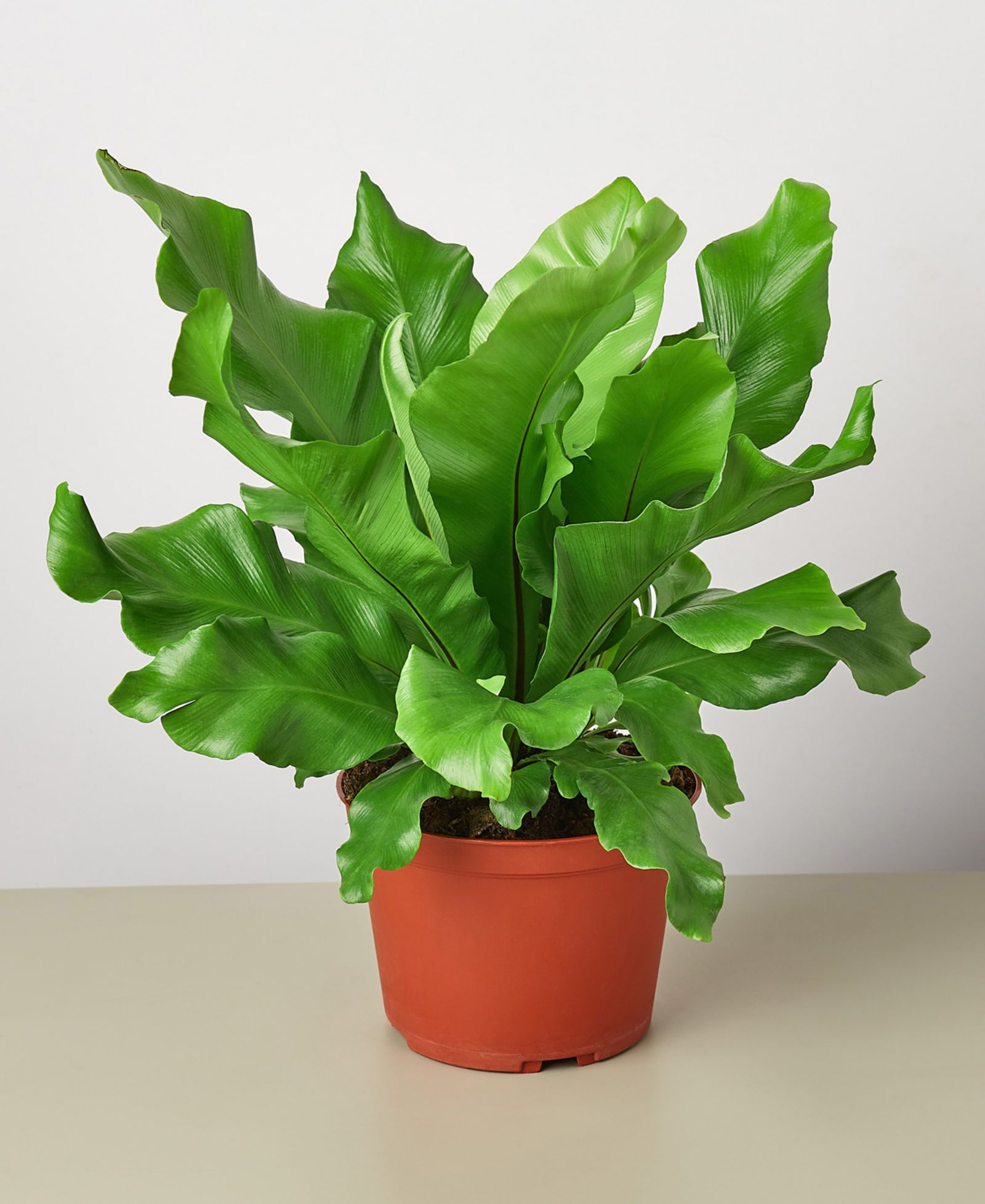 Живое растение Bird's Nest 'Nidus' Fern 6" Pot