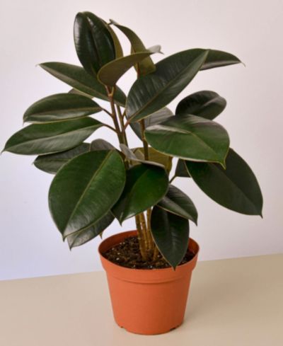 Ficus Elastica 'Burgundy' живое растение, горшок 6"
