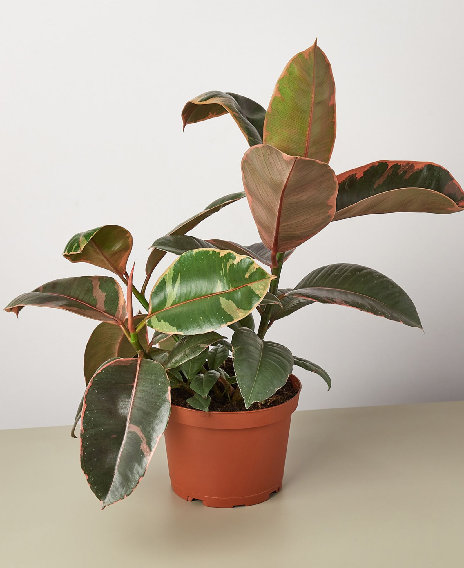 Живое растение Ficus Ruby Pink 'Elastica', горшок 6"