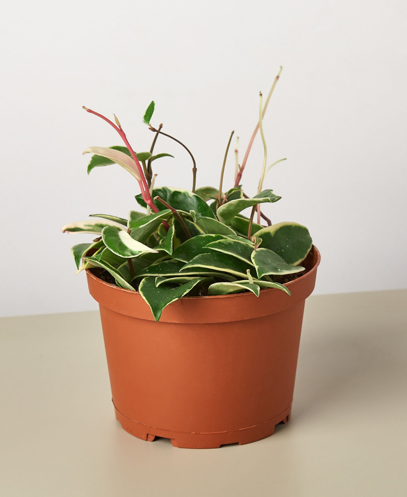 Живое растение Hoya Carnosa Tricolor, горшок 6"
