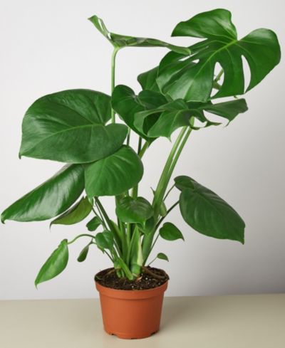 Живое растение House Plant Shop Philodendron 'Monstera', горшок 6"