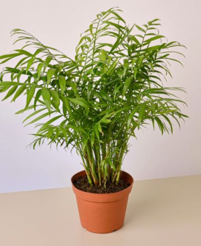 Комнатное растение Parlor Palm, горшок 6"