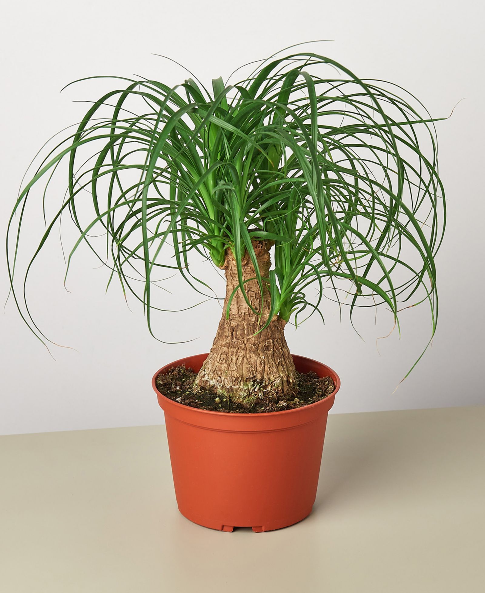 Живое растение Palm 'Ponytail', 6" Pot