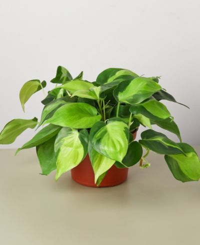 Живое растение Philodendron Hederaceum 'Brasil', горшок 6"