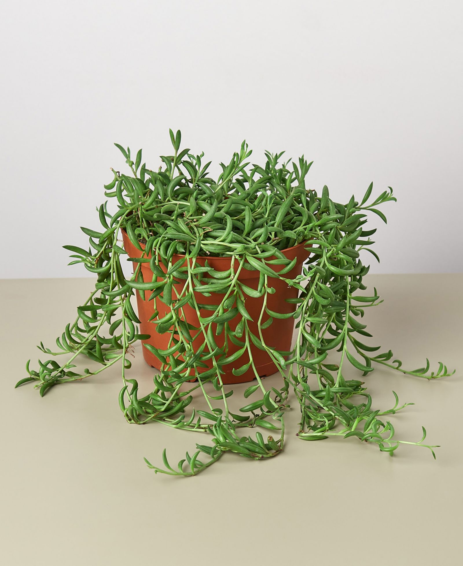 Живое растение Succulent String of Bananas, 6" Pot