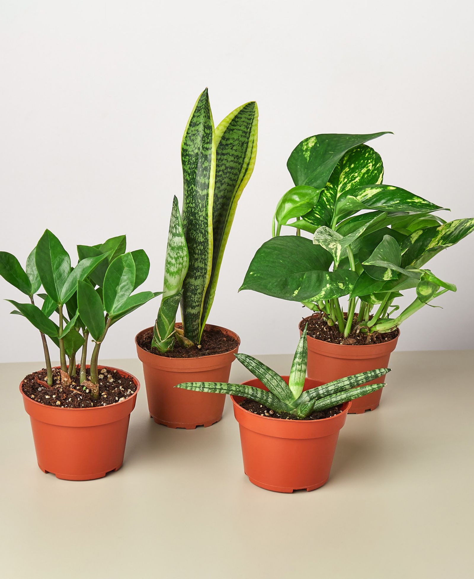 Набор живых растений Easy Care, 4 штуки