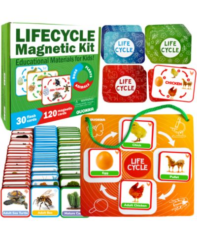 Развивающий набор Quokka Life Cycle Montessori - карточки для научных занятий