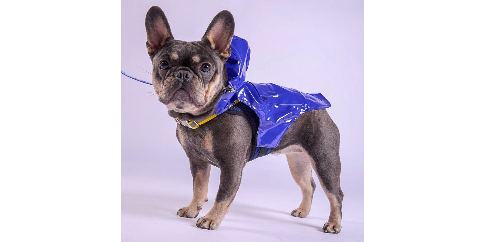 Дождевик для животных Tommy Bahama Pet Raincoat & Apparel Harness - Blue, XS
