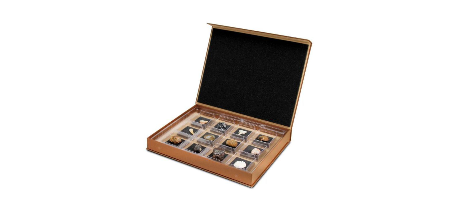 Набор Geoworld The Nature Collection - Fossils Set 1