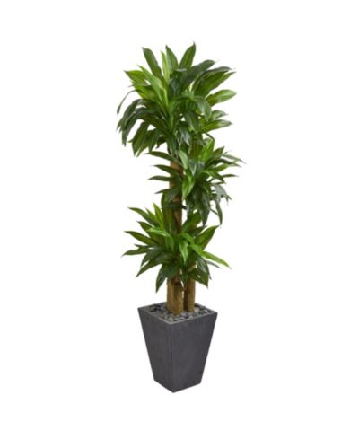 Искусственное растение Nearly Natural 5.5' Cornstalk Dracaena в кашпо из сланца - Real Touch